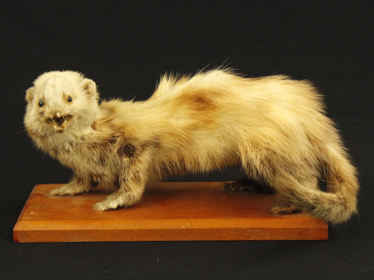 Taxidermilot van twee opgezette steenmarters