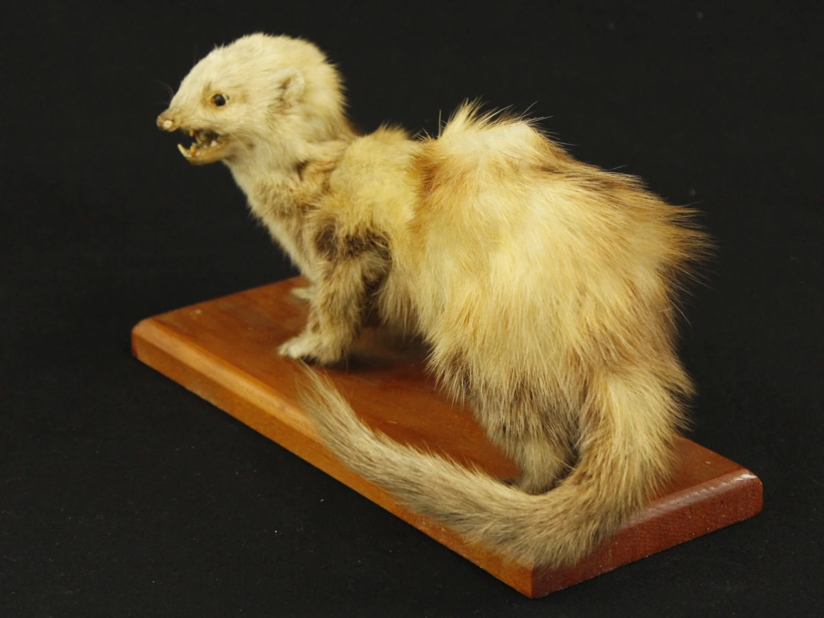 Taxidermilot van twee opgezette steenmarters