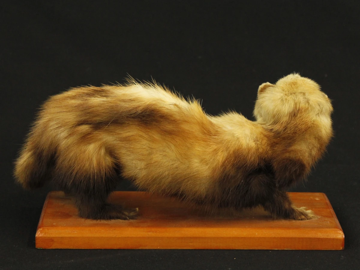 Taxidermilot van twee opgezette steenmarters