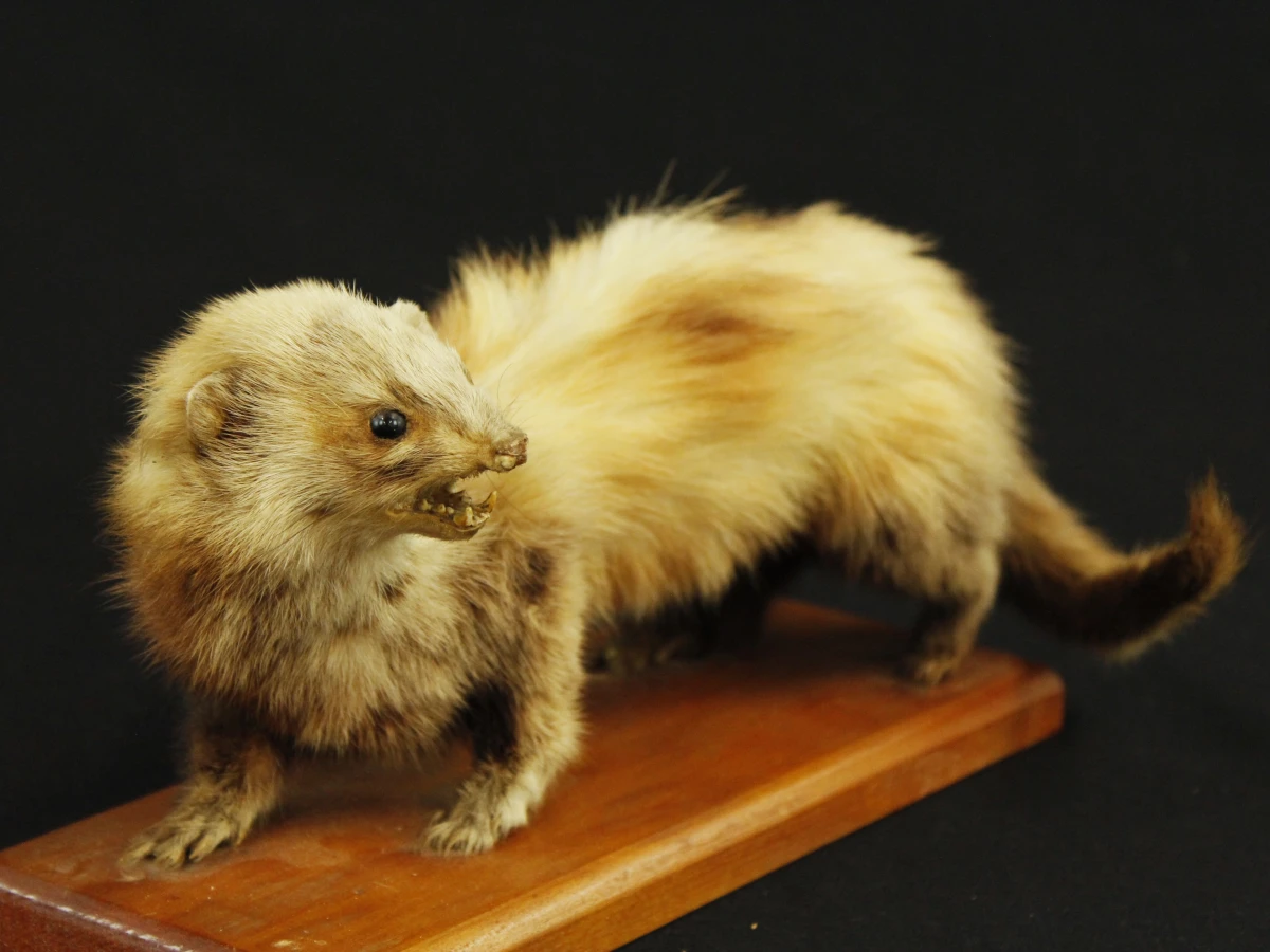 Taxidermilot van twee opgezette steenmarters