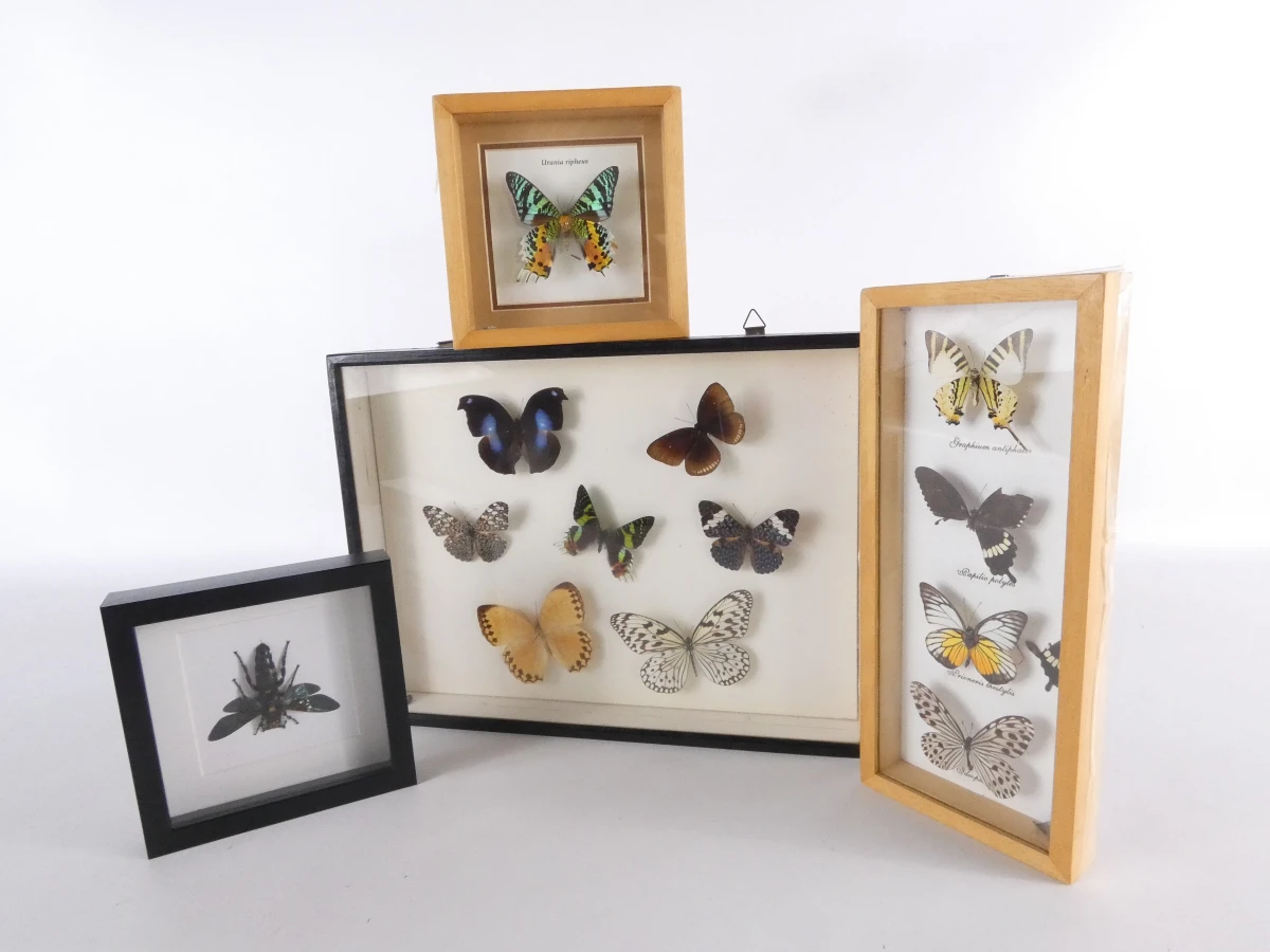 Set van 4 ingelijste vlinders en insecten decoraties