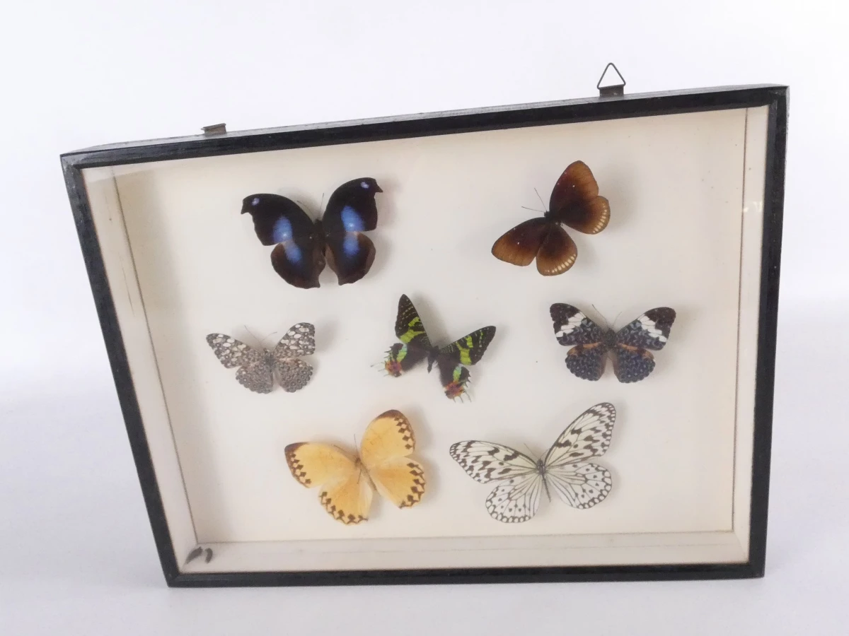 Set van 4 ingelijste vlinders en insecten decoraties