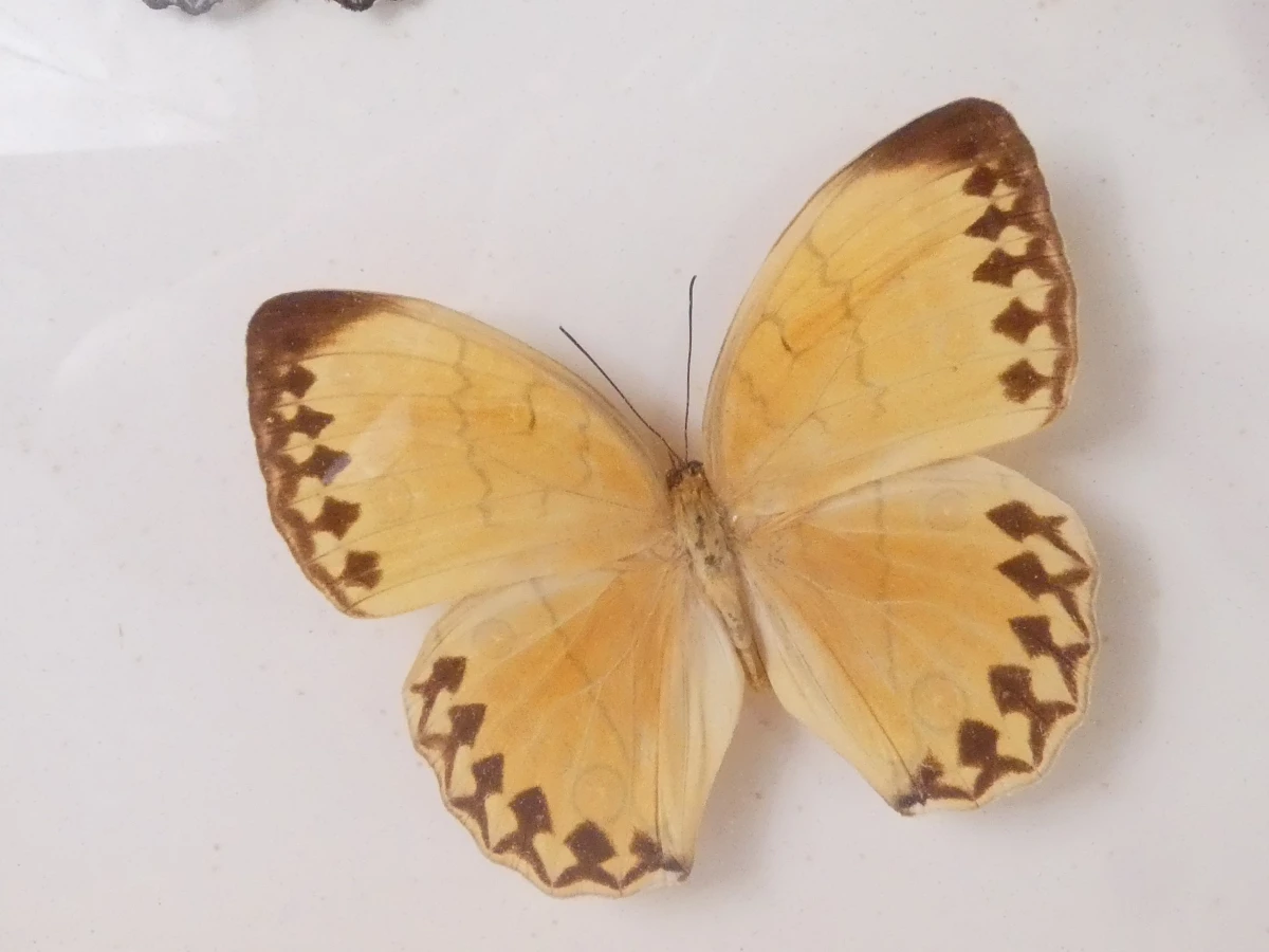 Set van 4 ingelijste vlinders en insecten decoraties