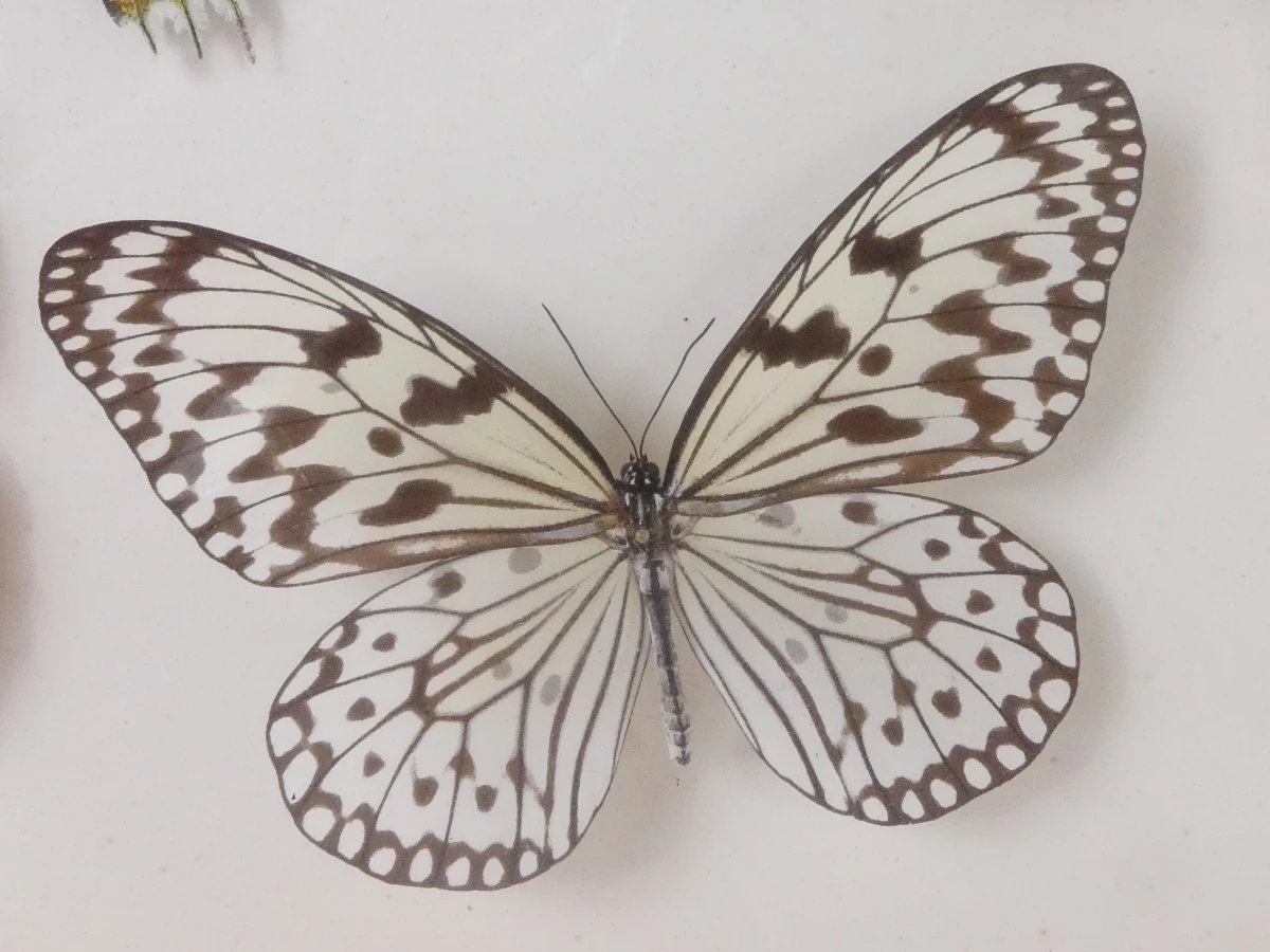 Set van 4 ingelijste vlinders en insecten decoraties