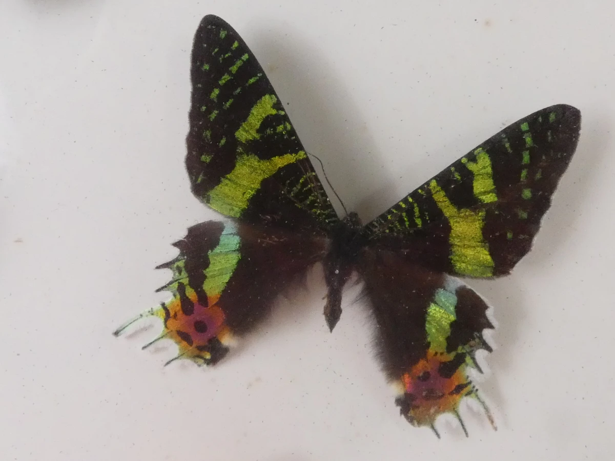Set van 4 ingelijste vlinders en insecten decoraties