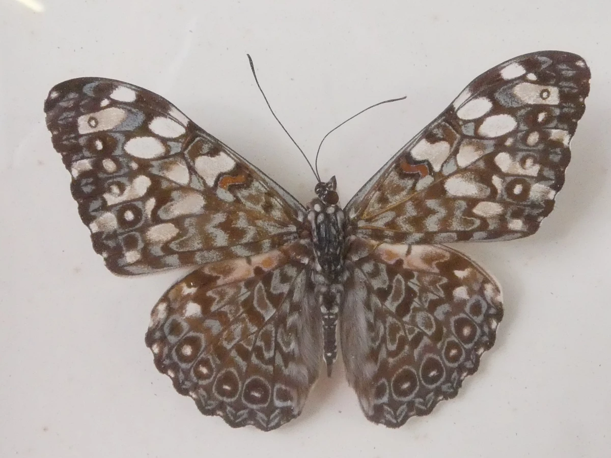 Set van 4 ingelijste vlinders en insecten decoraties