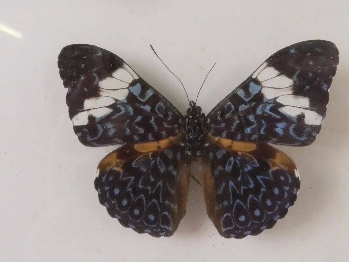 Set van 4 ingelijste vlinders en insecten decoraties