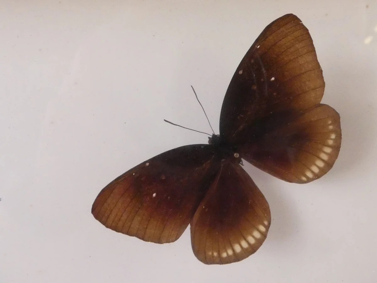 Set van 4 ingelijste vlinders en insecten decoraties