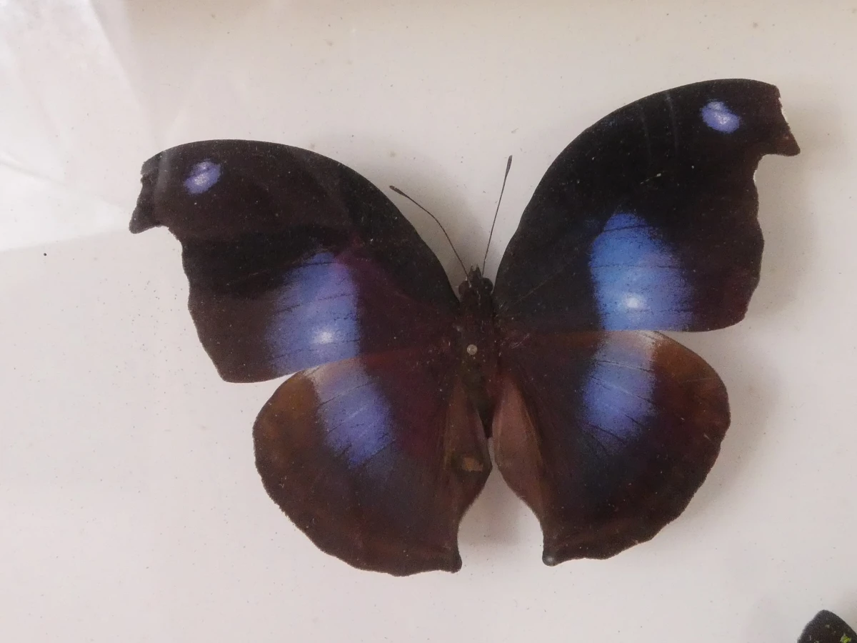 Set van 4 ingelijste vlinders en insecten decoraties