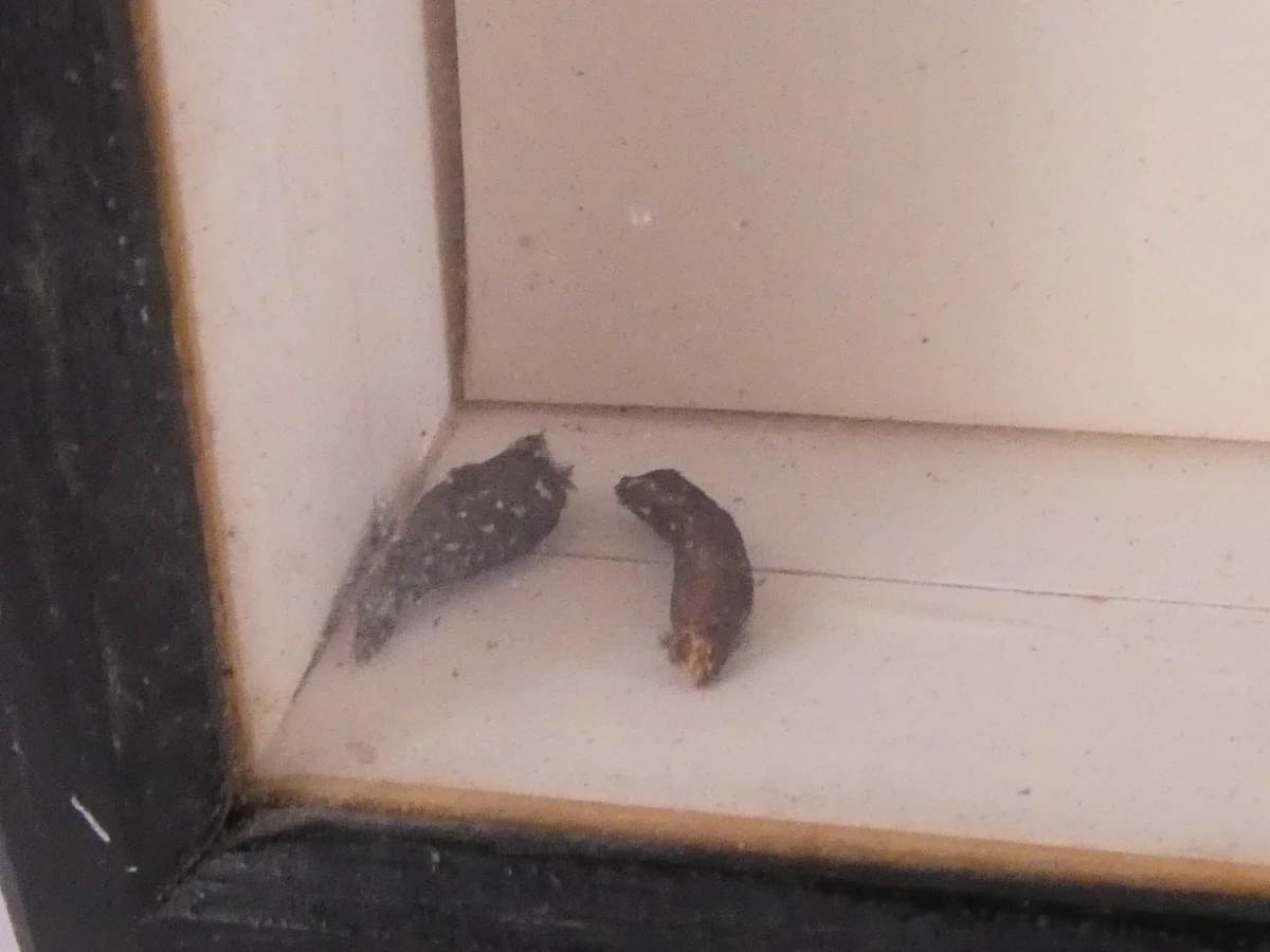 Set van 4 ingelijste vlinders en insecten decoraties