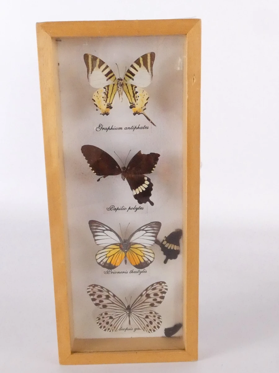 Set van 4 ingelijste vlinders en insecten decoraties