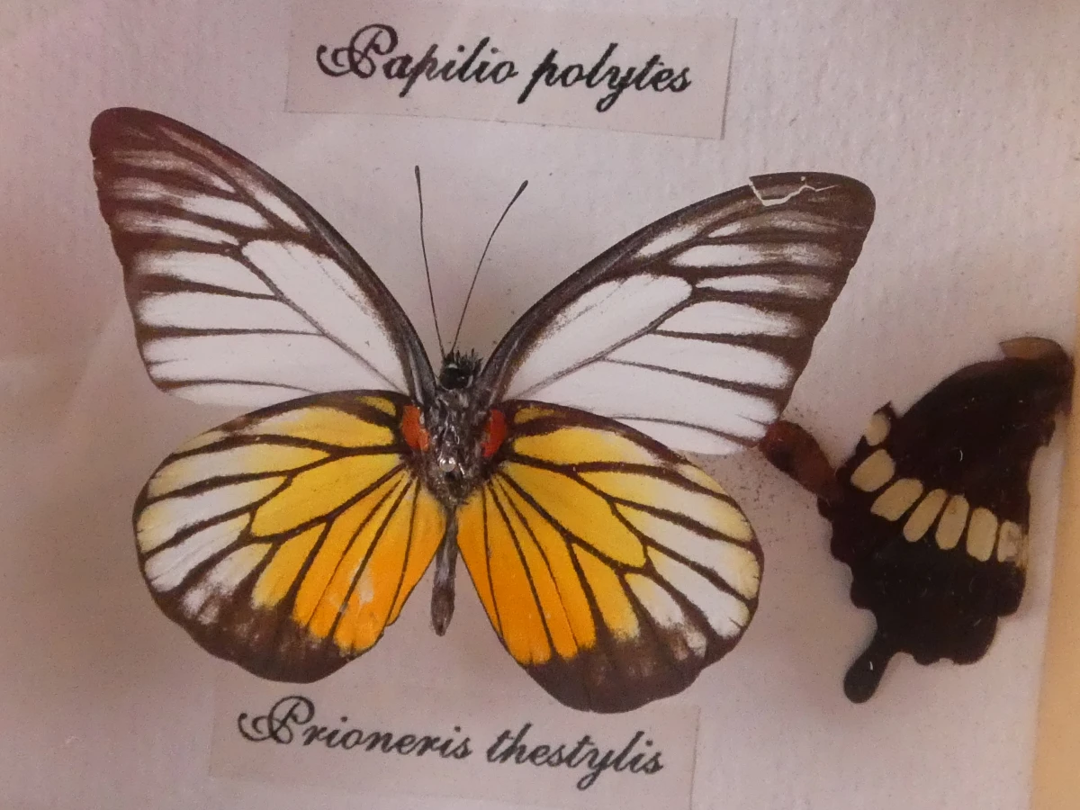 Set van 4 ingelijste vlinders en insecten decoraties