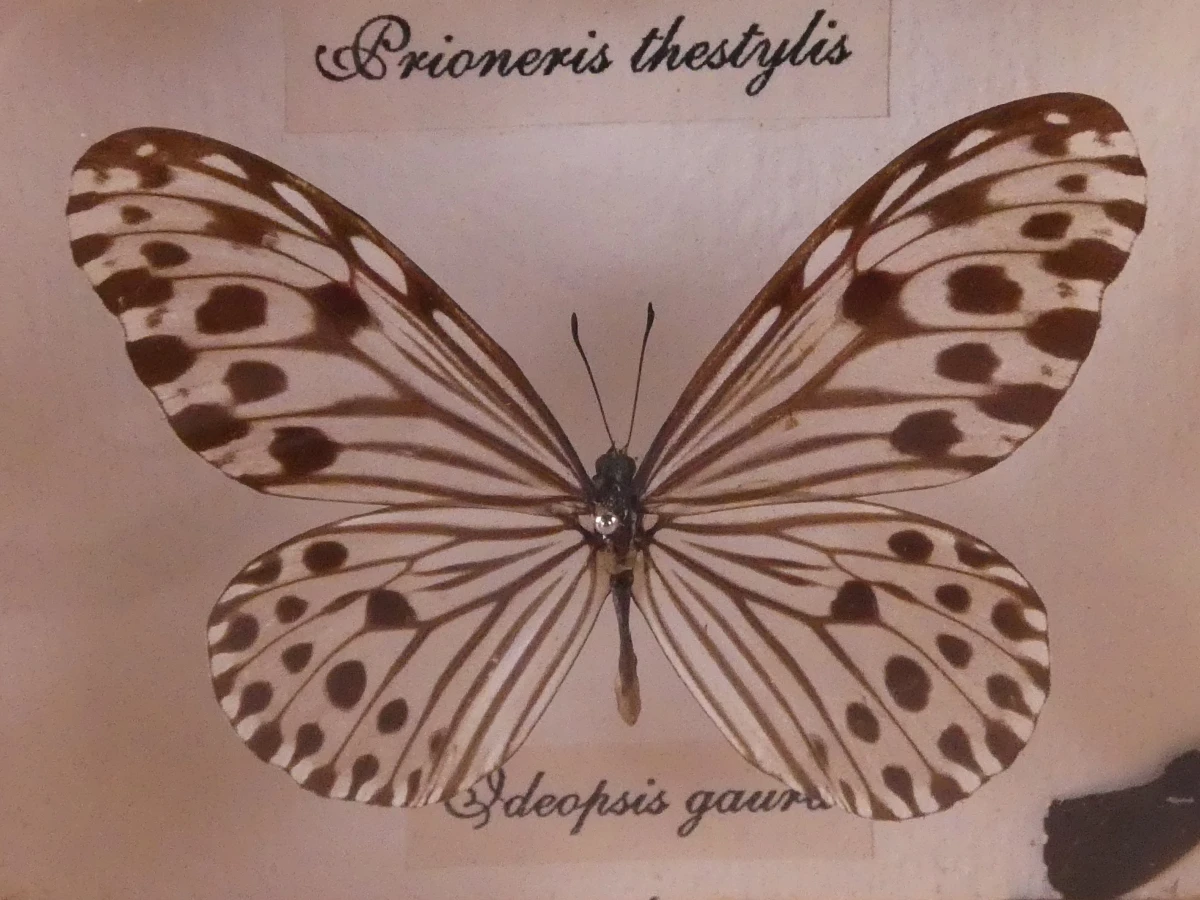 Set van 4 ingelijste vlinders en insecten decoraties