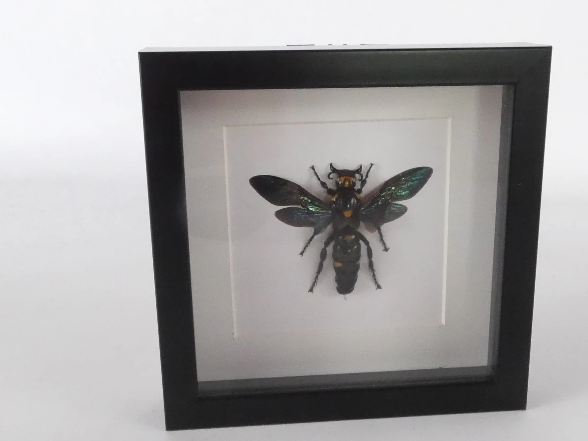 Set van 4 ingelijste vlinders en insecten decoraties