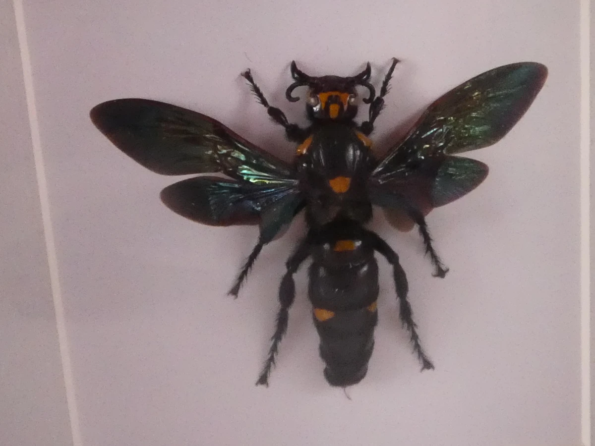 Set van 4 ingelijste vlinders en insecten decoraties