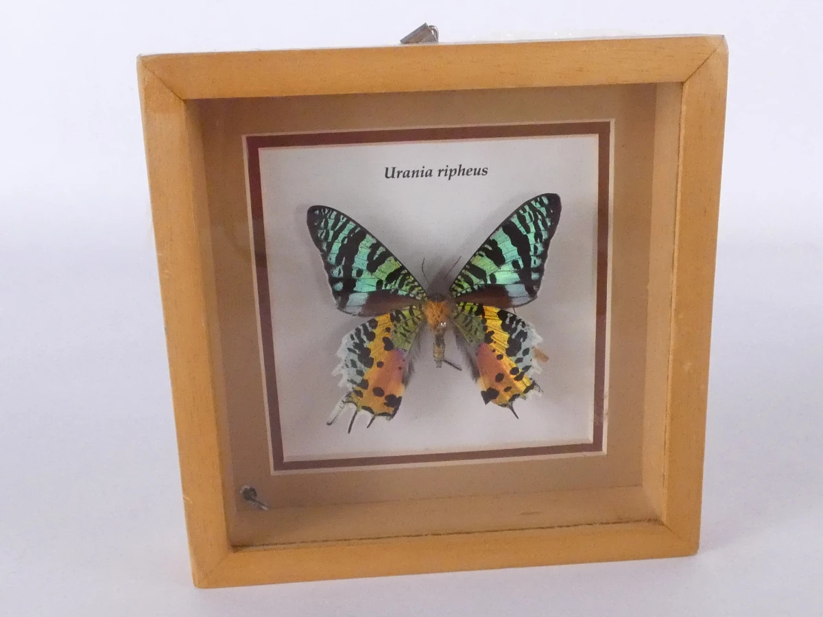 Set van 4 ingelijste vlinders en insecten decoraties