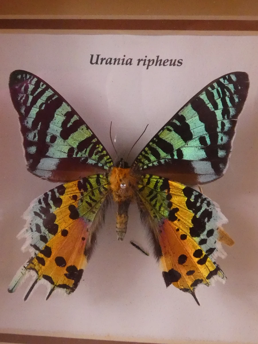 Set van 4 ingelijste vlinders en insecten decoraties