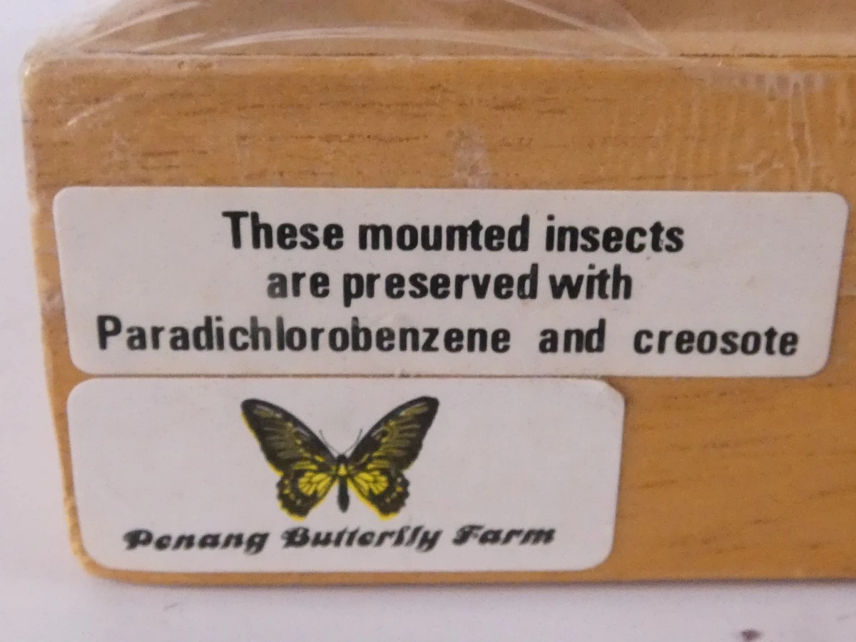 Set van 4 ingelijste vlinders en insecten decoraties