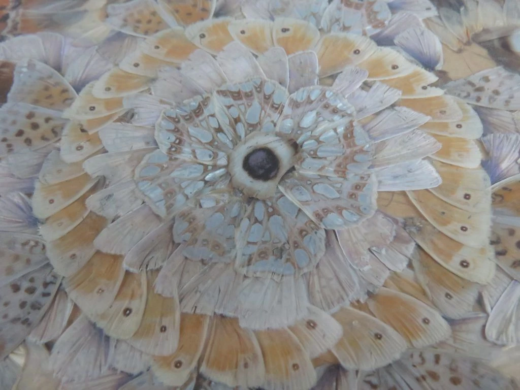 Ovaal houten lijst met ingelijste vlindervleugels