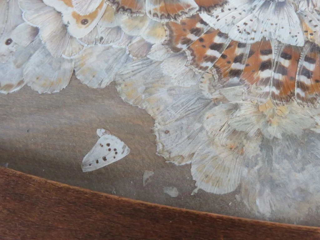 Ovaal houten lijst met ingelijste vlindervleugels