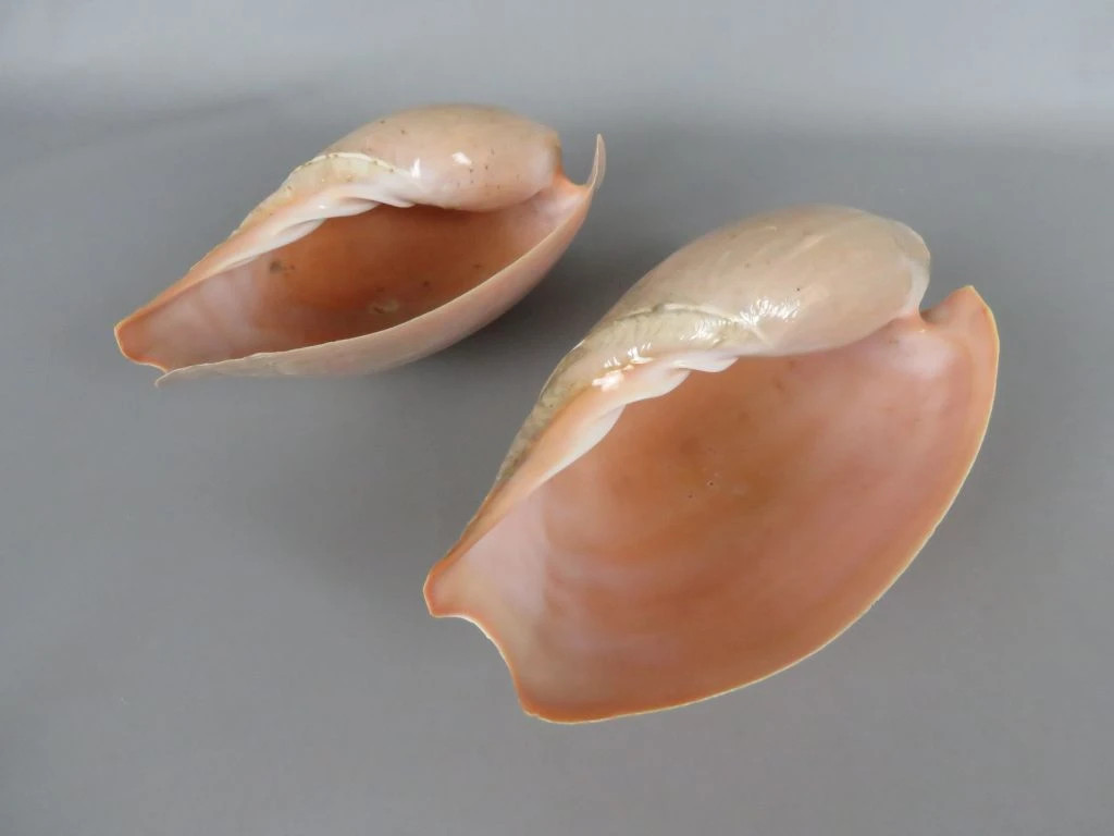Set van 2 Melo diadema schelpen