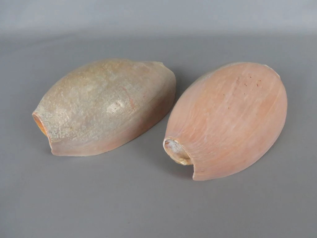 Set van 2 Melo diadema schelpen