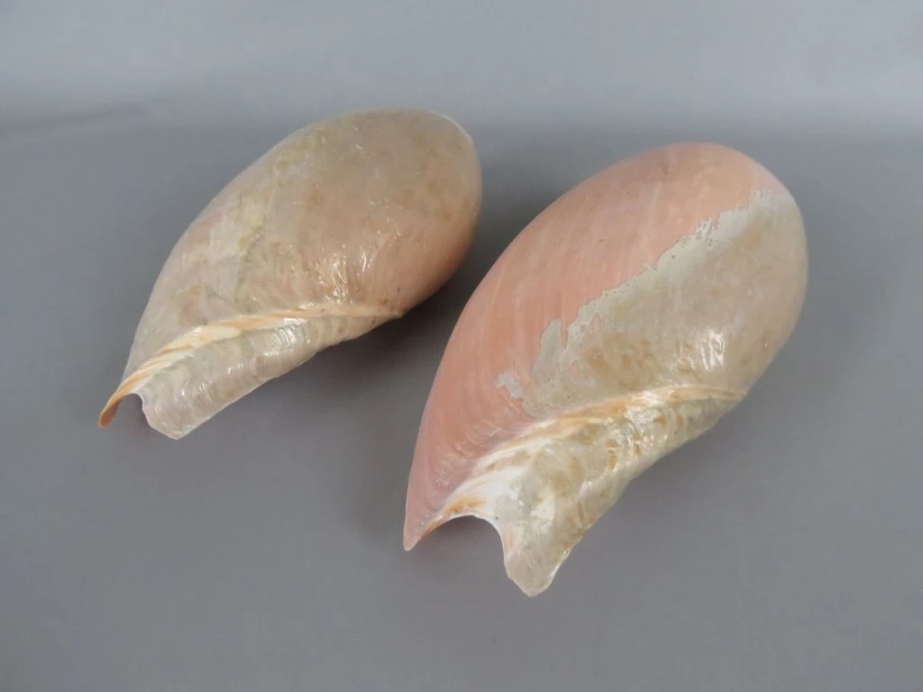 Set van 2 Melo diadema schelpen