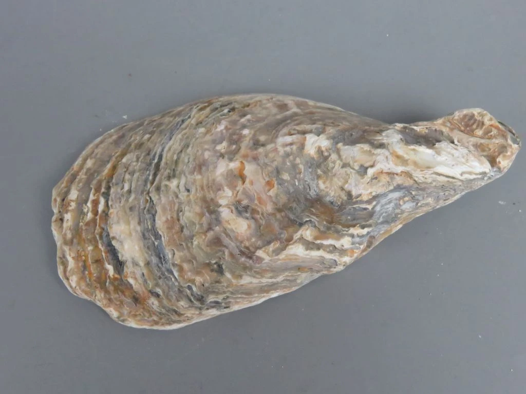 Set van 3 grote zeeschelpen