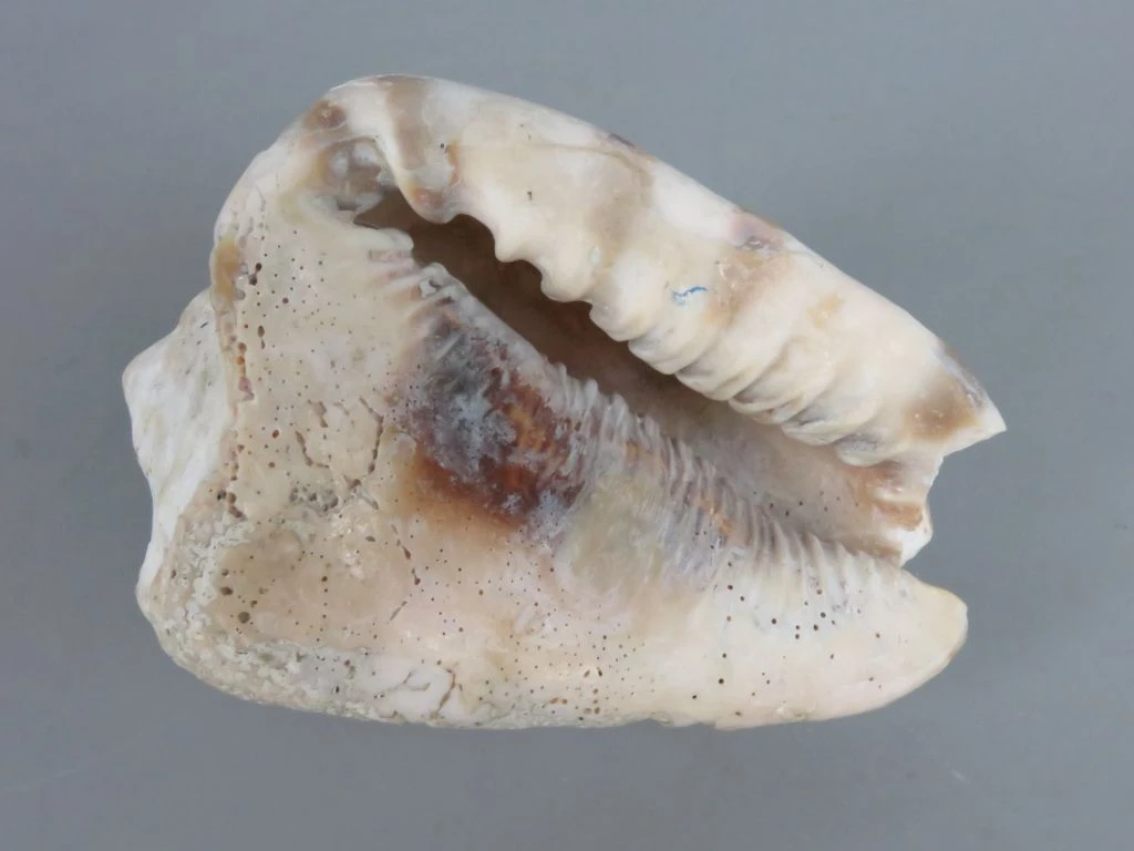 Set van 3 grote zeeschelpen