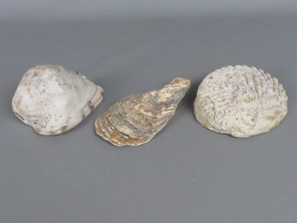 Set van 3 grote zeeschelpen
