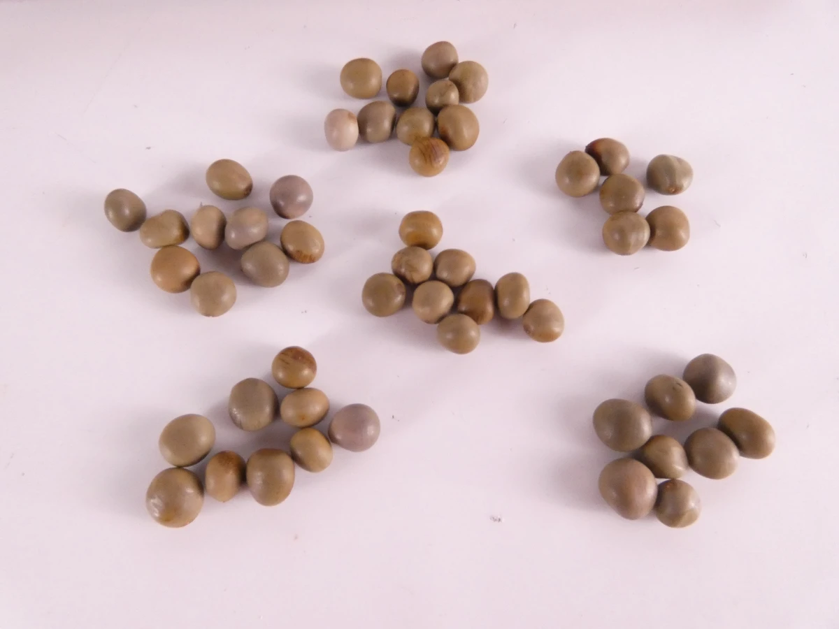Houten mancala bordspel met stenen