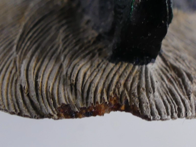 Mallardfamilie (Wilde Eend) – Bijzondere decoratieve eendencollectie