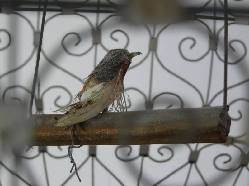 Decoratieve Vogelkooi in Victoriaanse / Montgolfier-stijl
