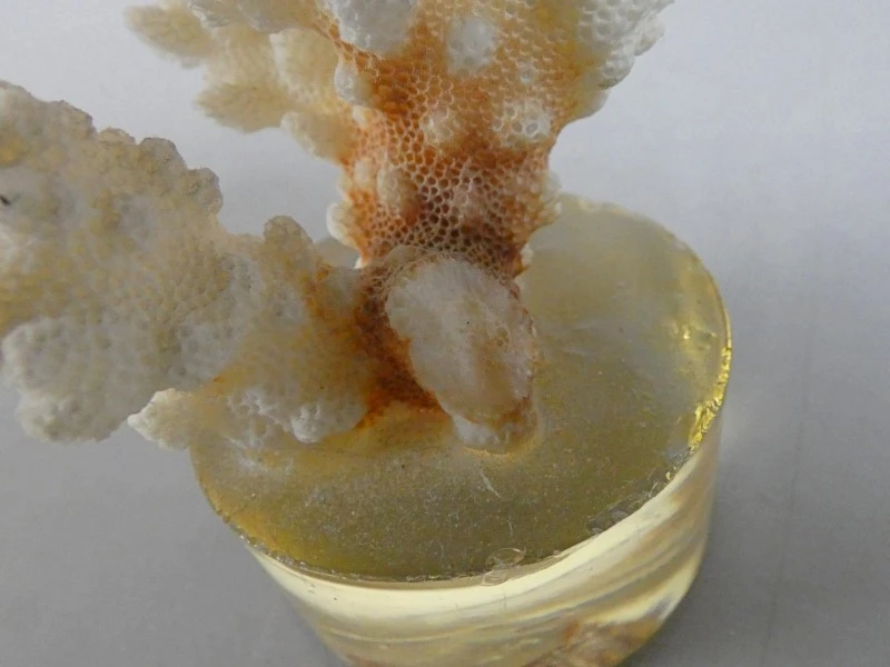 Pocillopora Verrucosa koraal - foto 5
