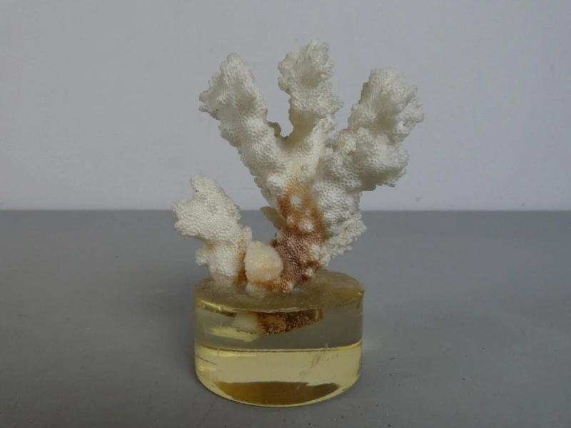 Pocillopora Verrucosa koraal - foto 2
