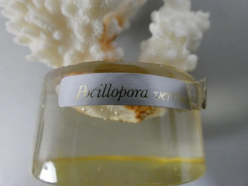 Pocillopora Verrucosa koraal - foto 4