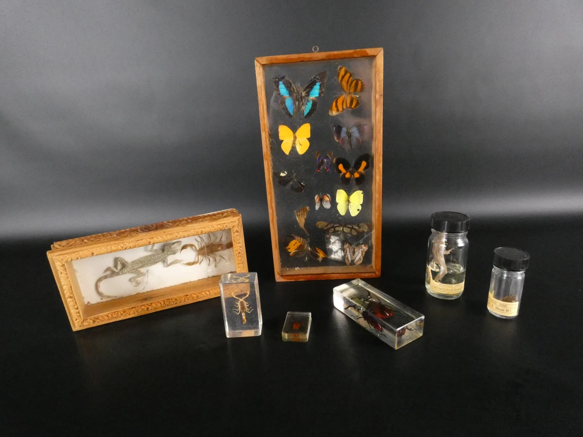 Biologische preparaten, harspreparaten, natuurhistorische specimens.