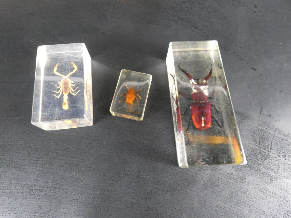 Biologische preparaten, harspreparaten, natuurhistorische specimens.