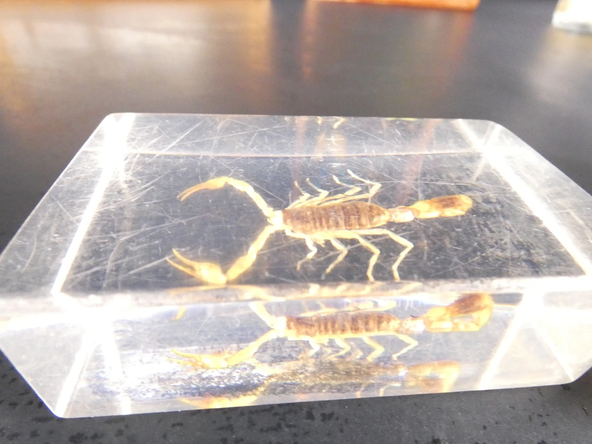 Biologische preparaten, harspreparaten, natuurhistorische specimens.