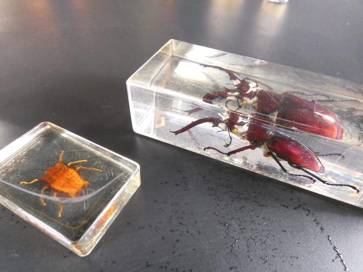 Biologische preparaten, harspreparaten, natuurhistorische specimens.