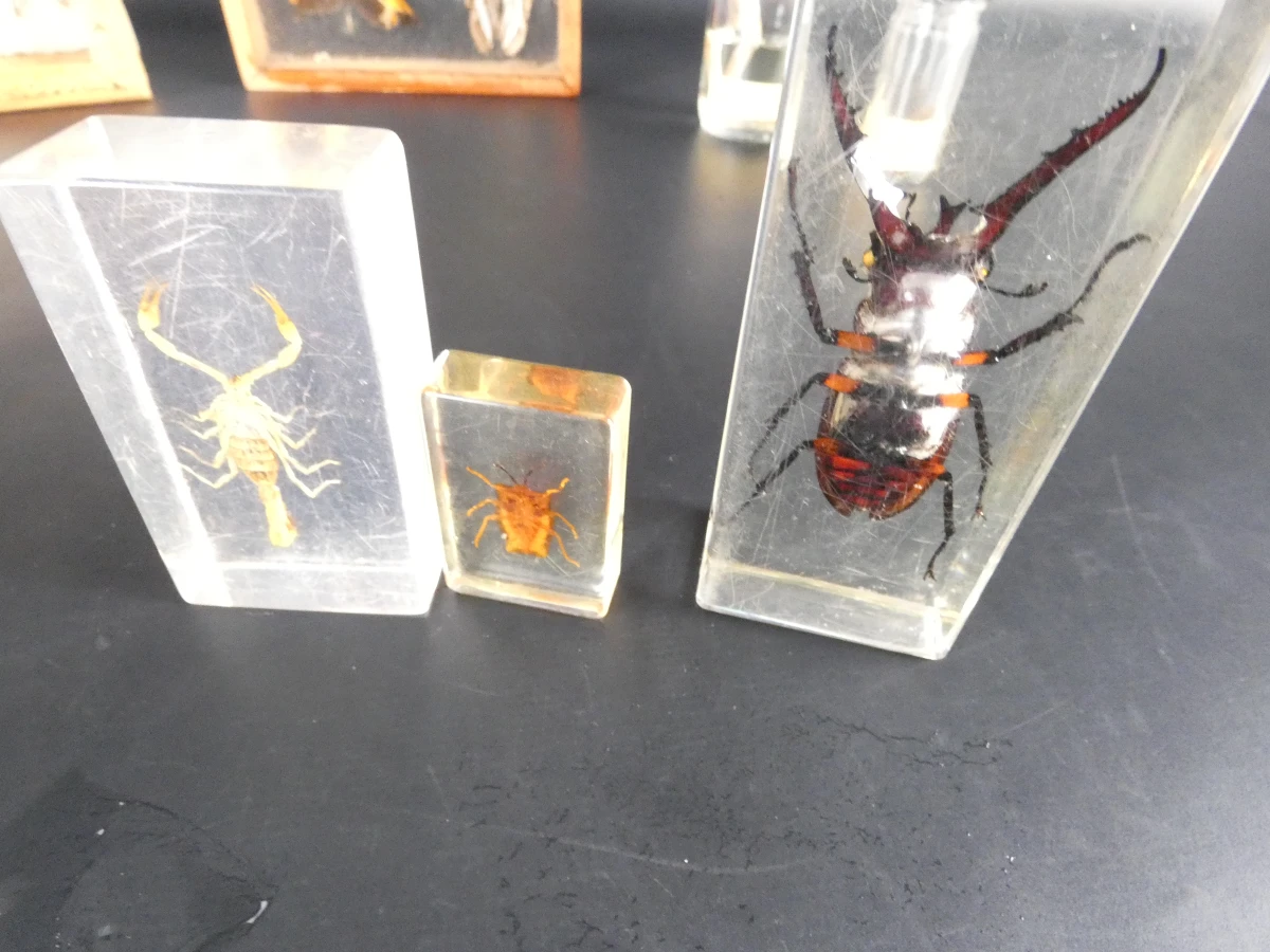 Biologische preparaten, harspreparaten, natuurhistorische specimens.