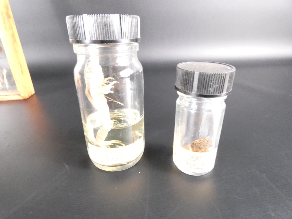Biologische preparaten, harspreparaten, natuurhistorische specimens.
