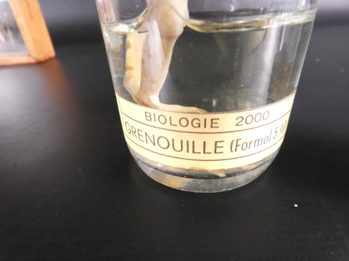 Biologische preparaten, harspreparaten, natuurhistorische specimens.