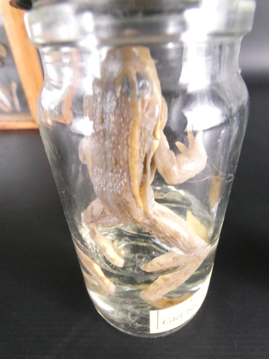 Biologische preparaten, harspreparaten, natuurhistorische specimens.