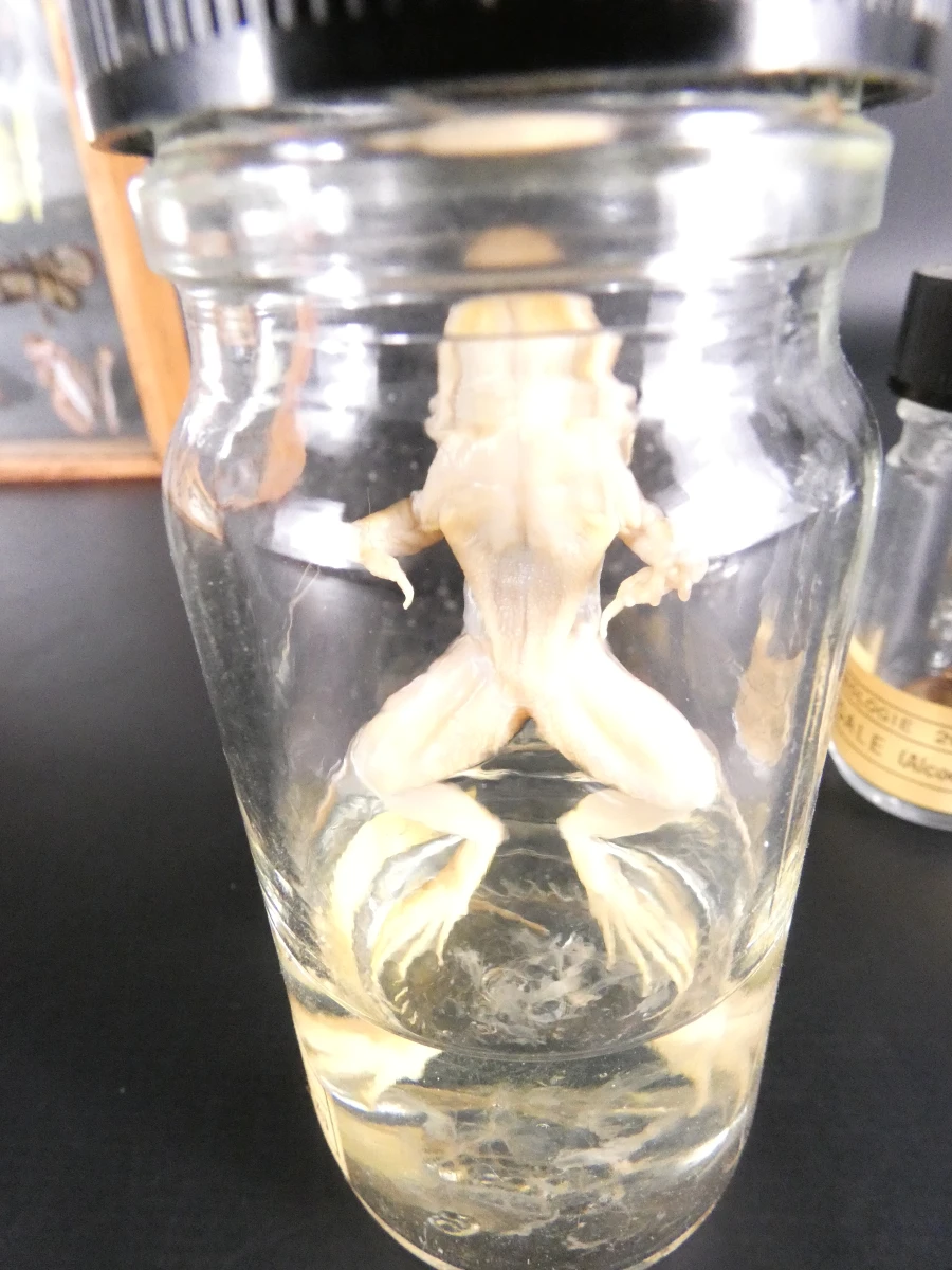 Biologische preparaten, harspreparaten, natuurhistorische specimens.