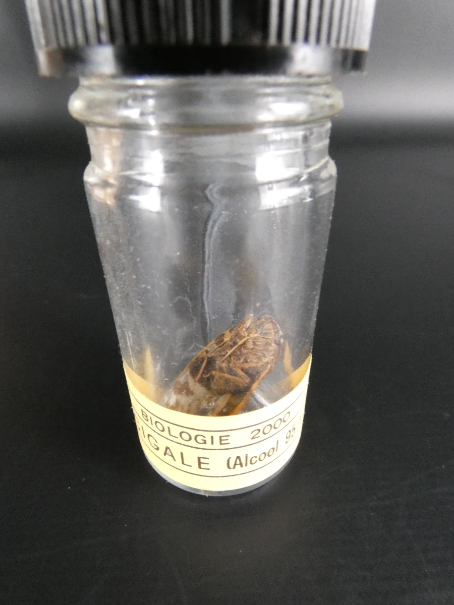 Biologische preparaten, harspreparaten, natuurhistorische specimens.