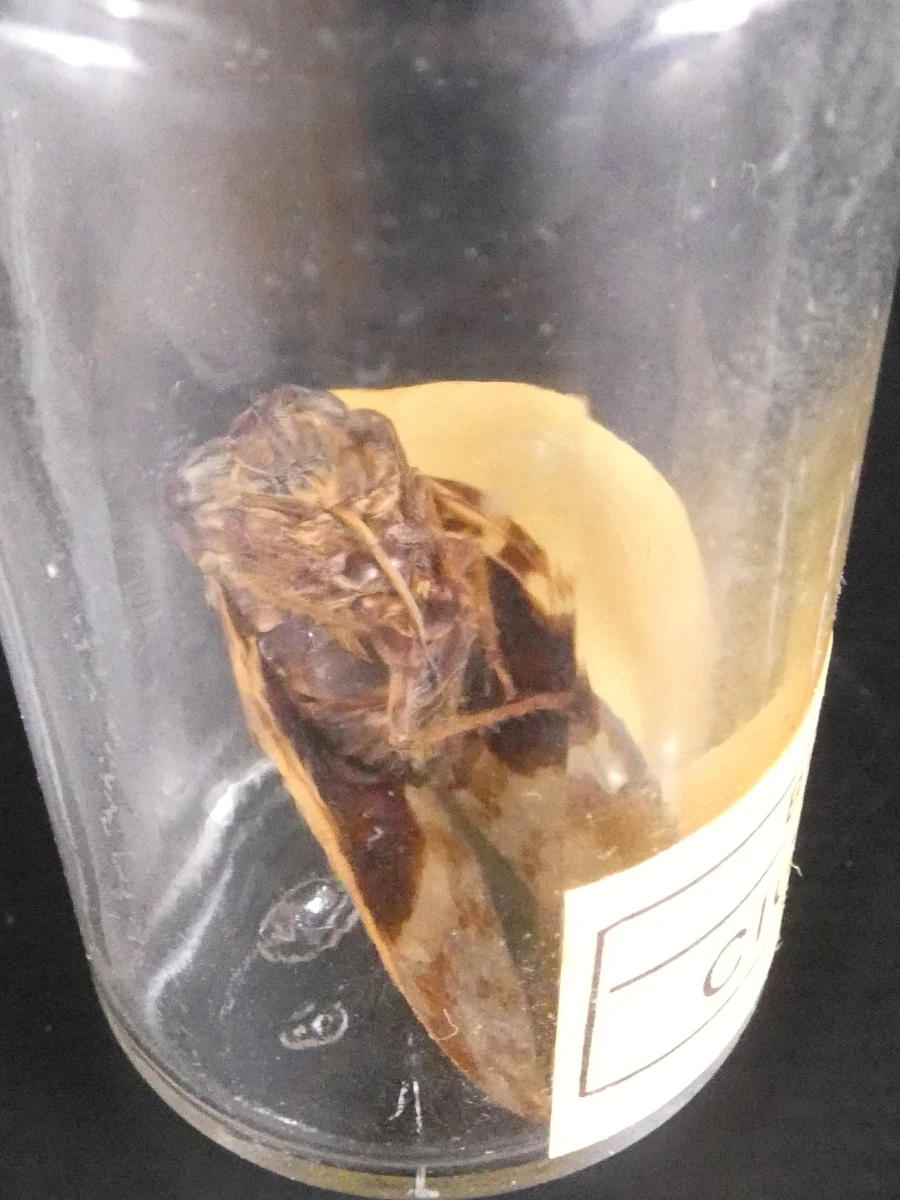 Biologische preparaten, harspreparaten, natuurhistorische specimens.
