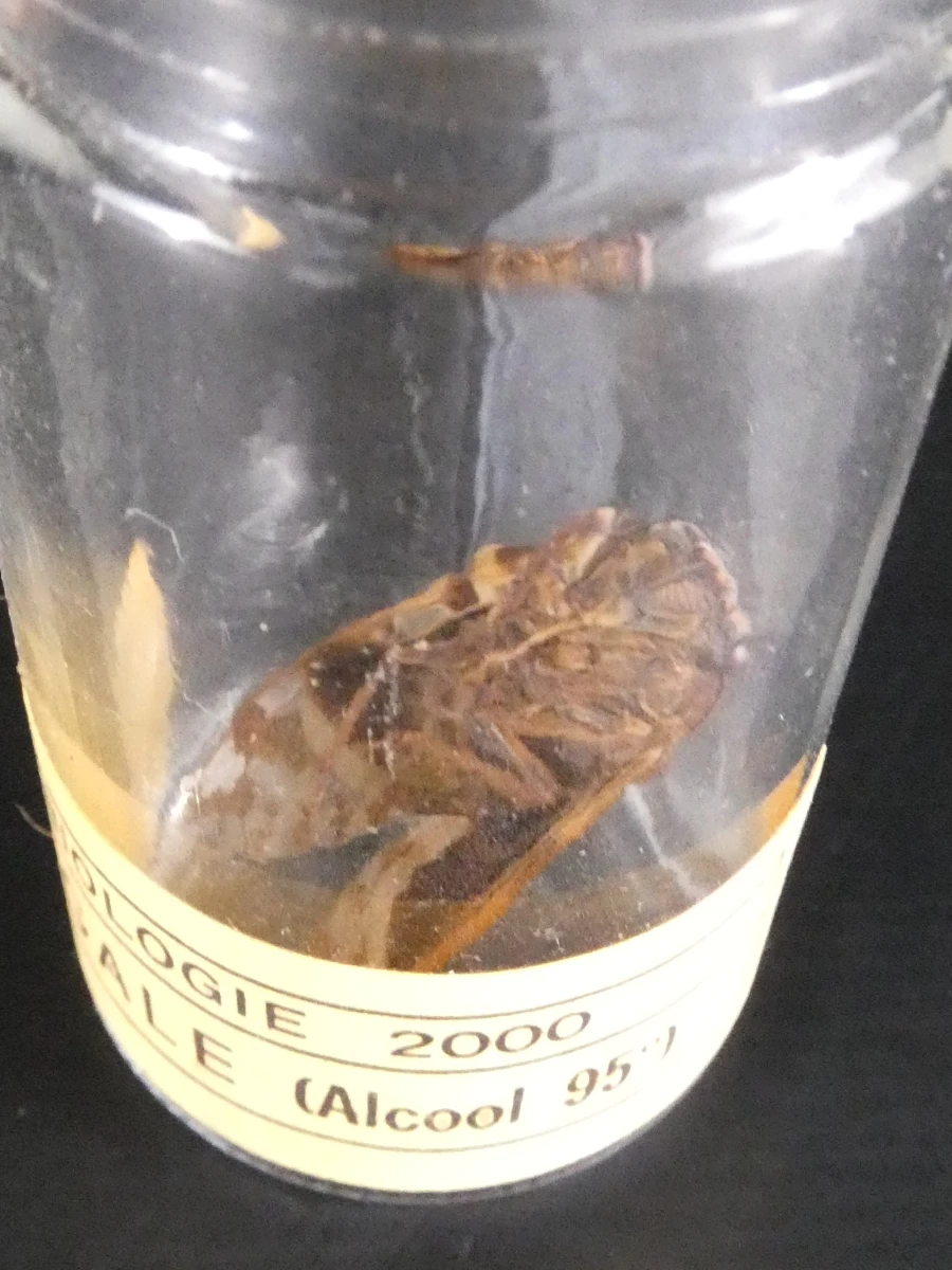 Biologische preparaten, harspreparaten, natuurhistorische specimens.