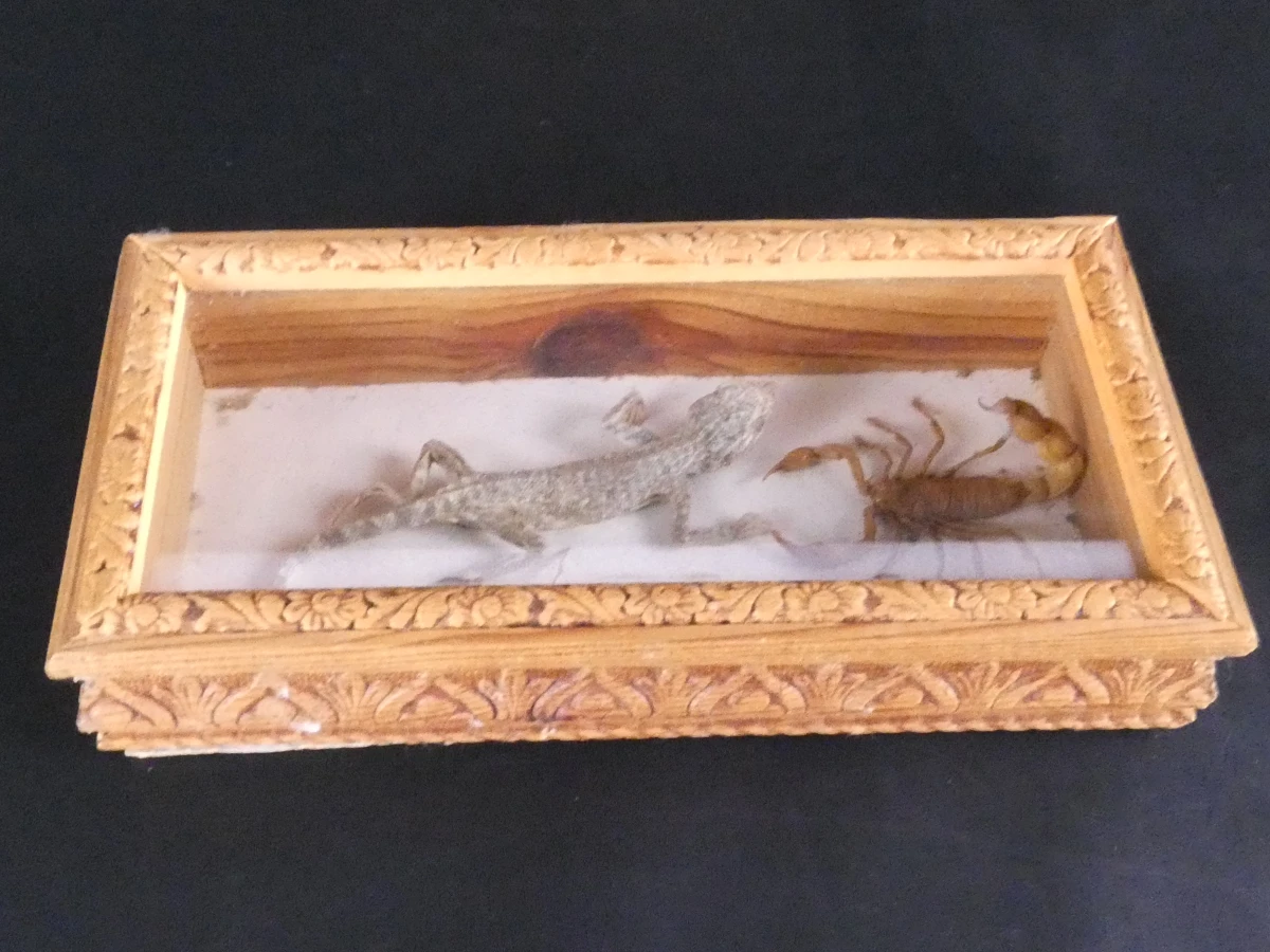 Biologische preparaten, harspreparaten, natuurhistorische specimens.