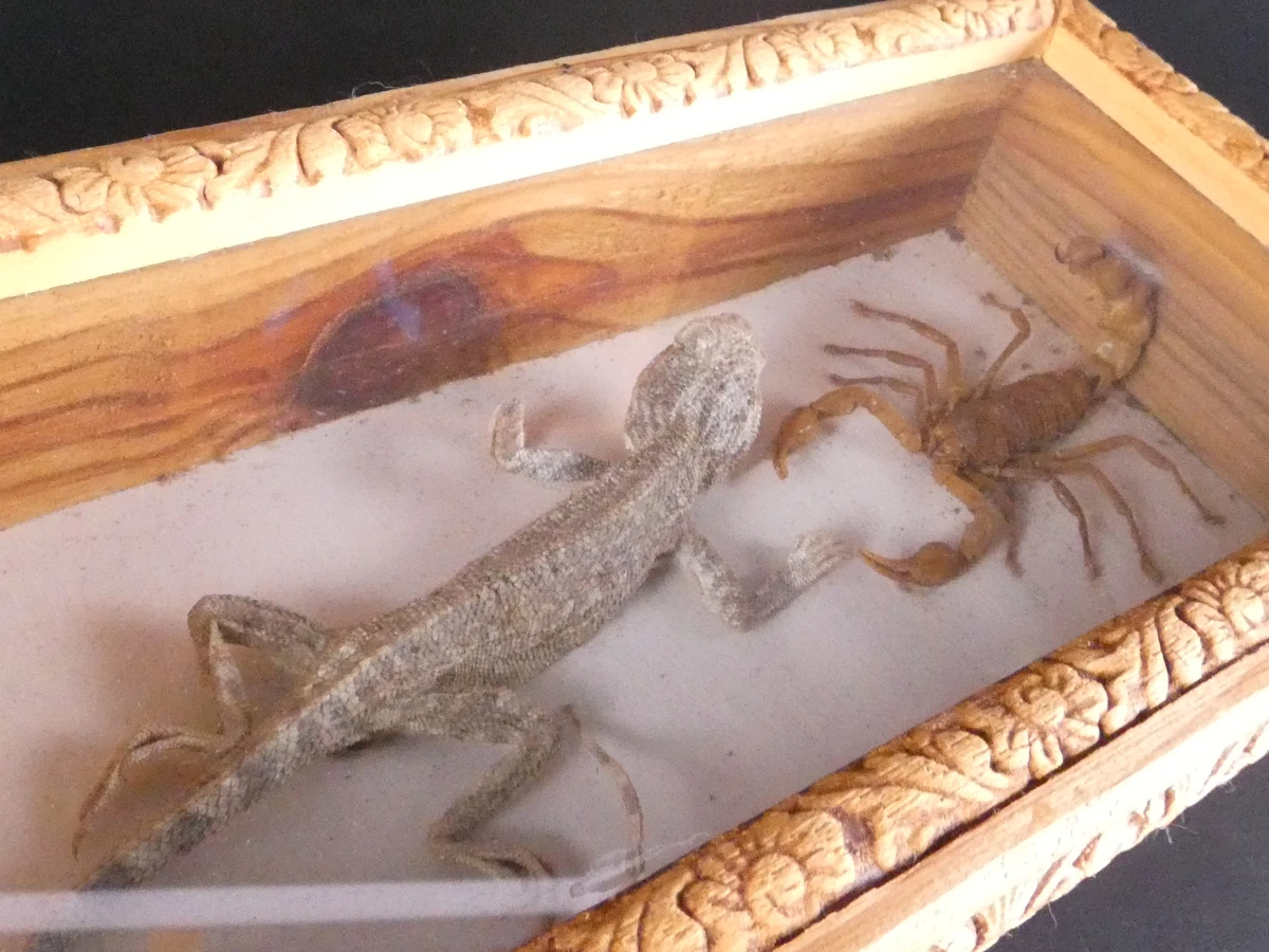 Biologische preparaten, harspreparaten, natuurhistorische specimens.